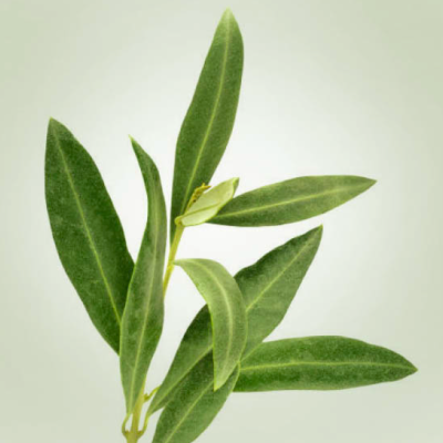 Olive Leaf