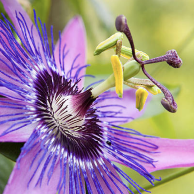 Passion Flower