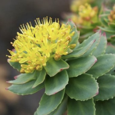 Rhodiola Rosea