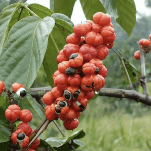 Guarana